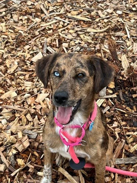 A young medium-sized female Catahoula Leopard Dog dog named Bea for adoption in Leesburg, VA