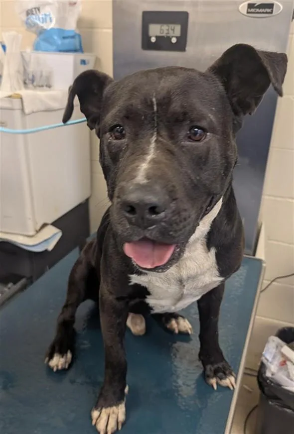 An adult large-sized male Cane Corso dog named Buck for adoption in Mobile, AL