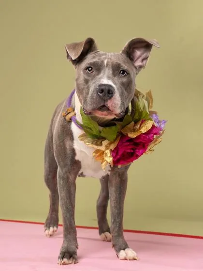 A young large-sized female Pit Bull Terrier dog named September for adoption in Atlanta, GA
