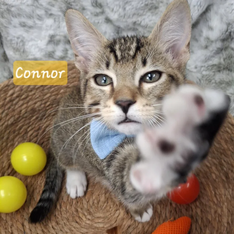 Connor thumbnail 4