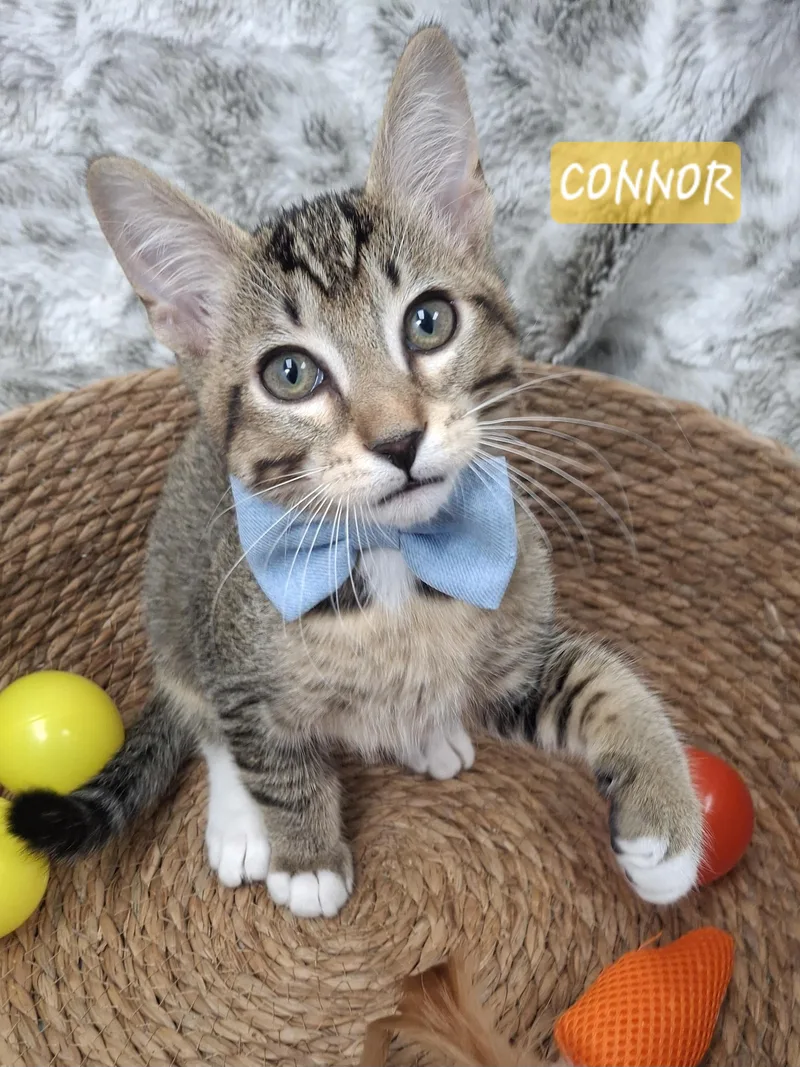 Connor thumbnail 5