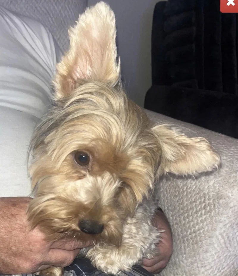 An adult small-sized female Yorkshire Terrier dog named Lucy for adoption in Forney, TX