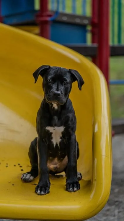 A baby small-sized male Pit Bull Terrier dog named Juicebox for adoption in Bellevue, WA