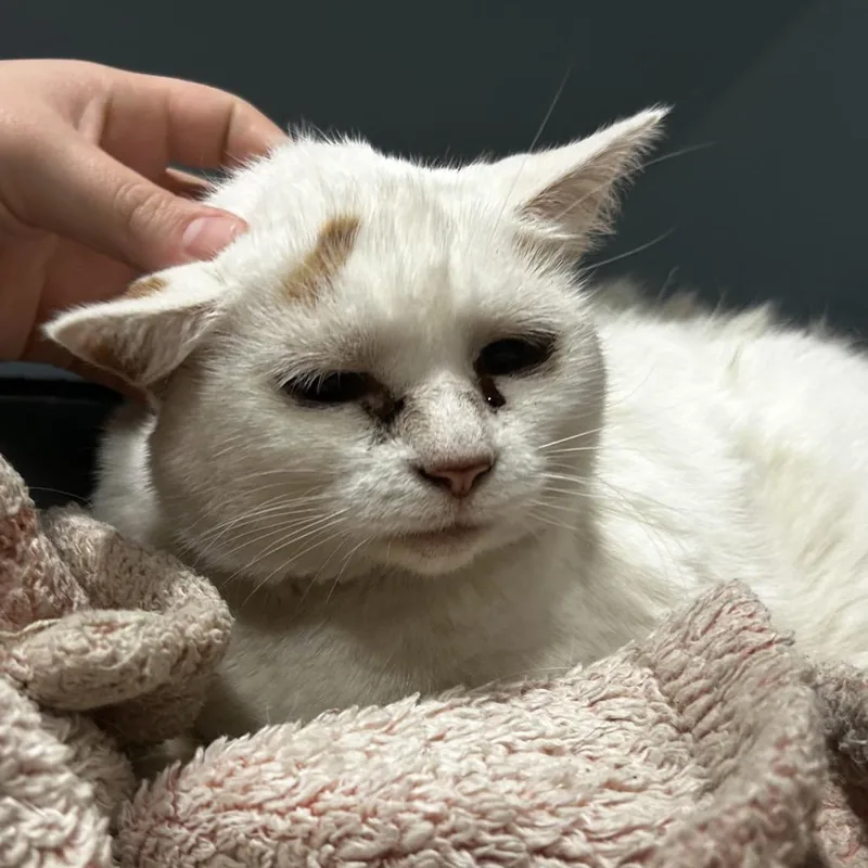 An adult large-sized female Domestic Short Hair cat named Lucy for adoption in Chattanooga, TN