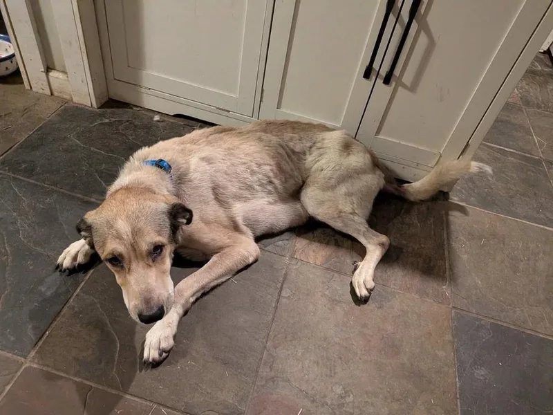 An adult medium-sized female Tricolor (Brown, Black, & White) Shepherd dog named Margot for adoption in Lakeland, FL
