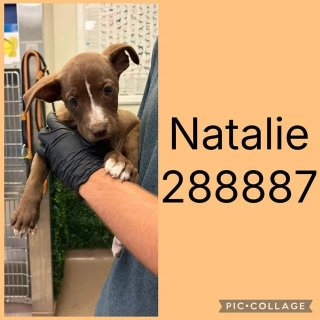 A baby small-sized female Mixed Breed dog named Natalie for adoption in Macon, GA