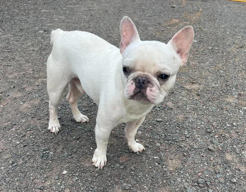 A young medium-sized male French Bulldog dog named Romie for adoption in Duluth, MN