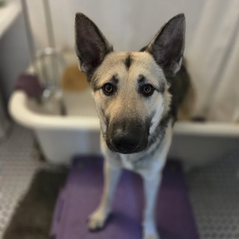 A young large-sized male German Shepherd Dog dog named Breezy for adoption in New Orleans, LA