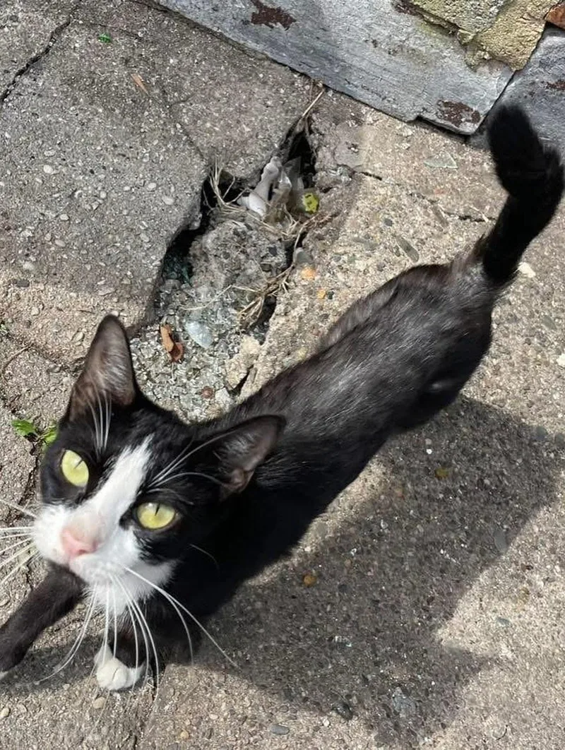 An adult medium-sized female Black & White / Tuxedo Domestic Short Hair cat named Sabrina for adoption in Levittown, PA