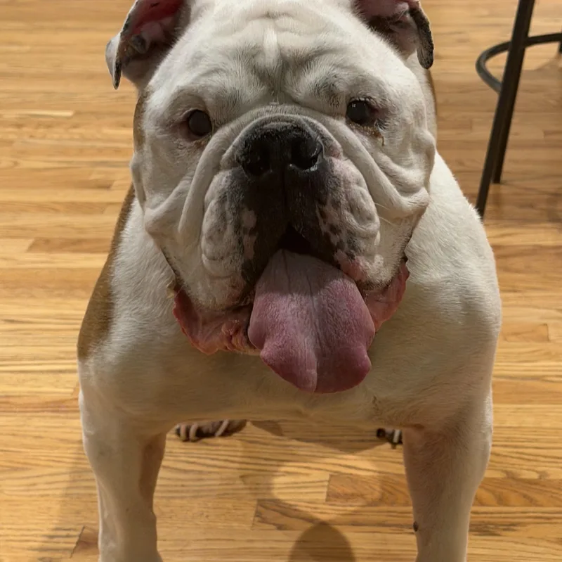 An adult large-sized male Tricolor (Brown, Black, & White) English Bulldog dog named Zeus for adoption in Richmond, VA