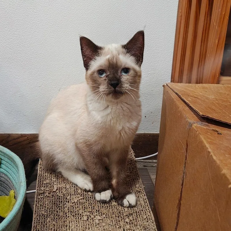A baby small-sized male White Domestic Short Hair cat named Chai for adoption in Madison, WI