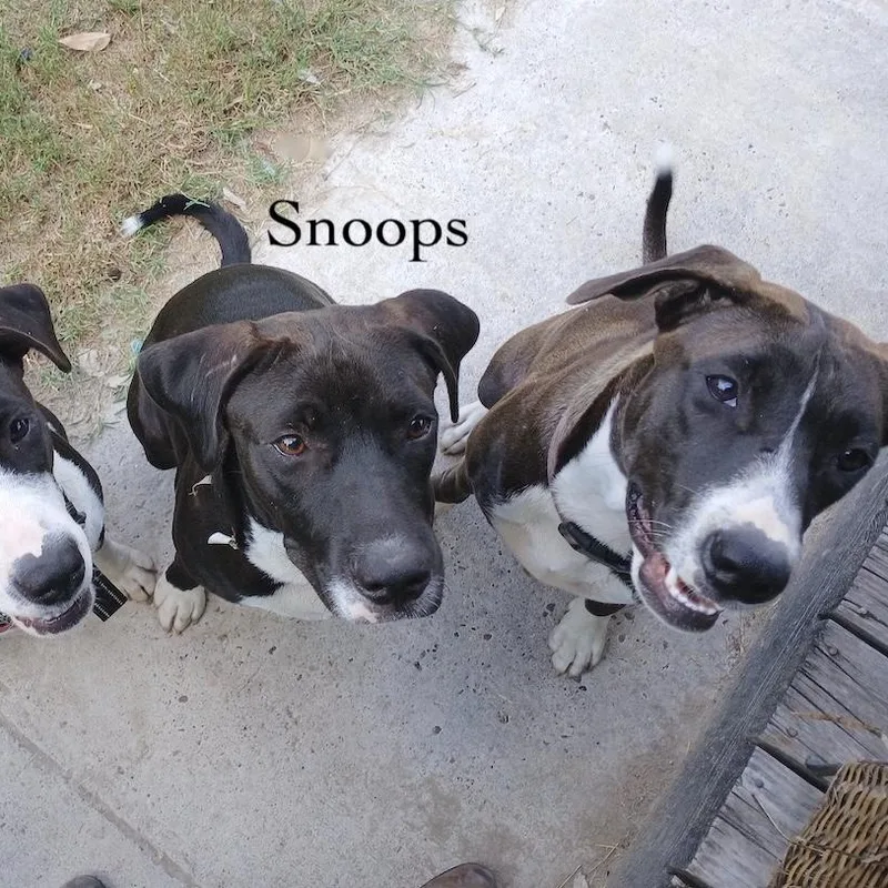 Moonlight thumbnail 4