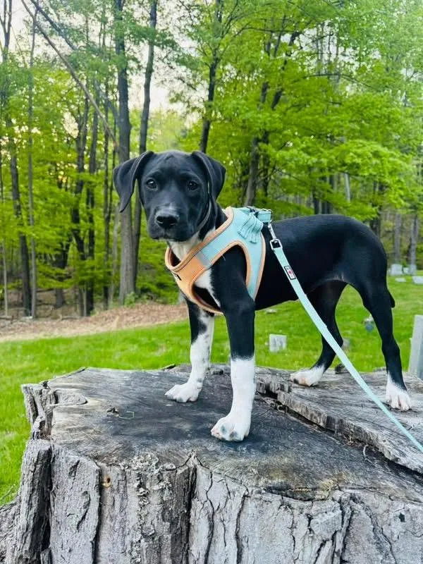 A baby medium-sized female Black Mixed Breed dog named Salt for adoption in Highland, NY
