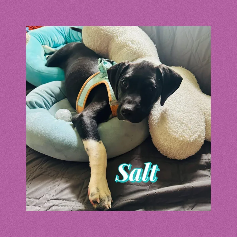 Salt thumbnail 2