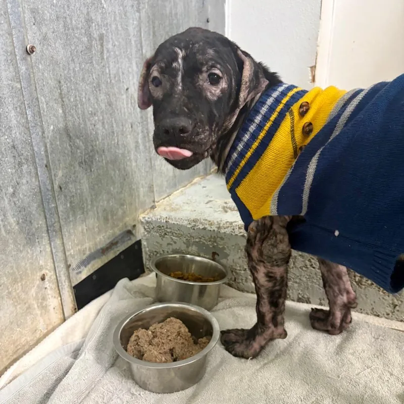 A baby medium-sized female Black Pit Bull Terrier dog named Bingo for adoption in Austin, TX