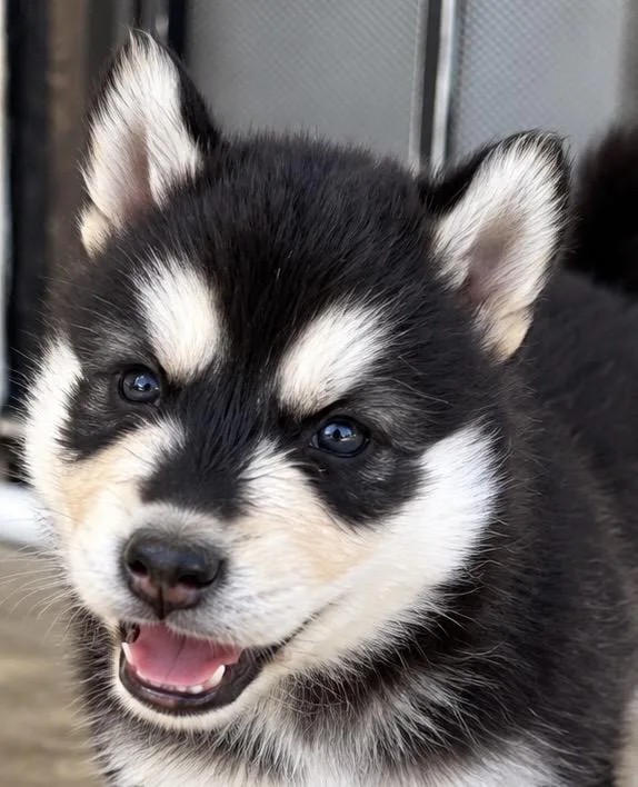 A baby medium-sized male Siberian Husky dog named Banjo for adoption in Cerritos, CA