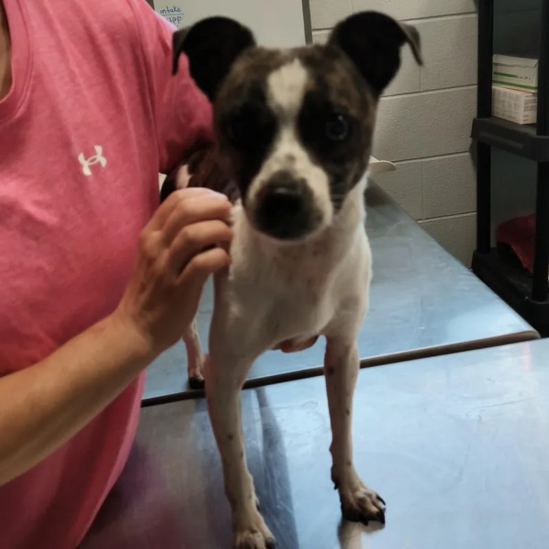 An adult small-sized male White / Cream Mixed Breed dog named JackJack for adoption in Beckley, WV