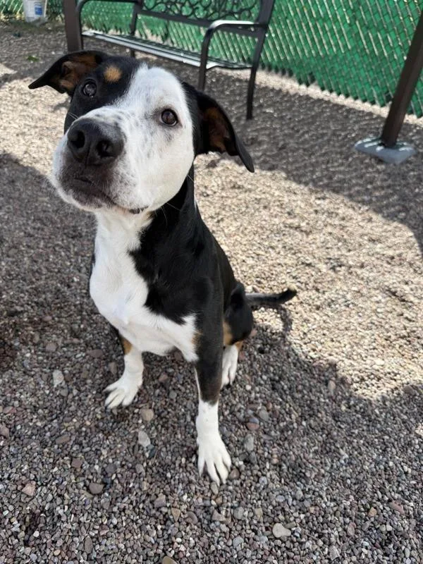 A young large-sized male Mixed Breed dog named Calvin for adoption in Great Falls, MT