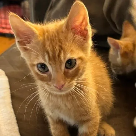 A baby small-sized male Domestic Short Hair cat named Farkle for adoption in Cumming, GA
