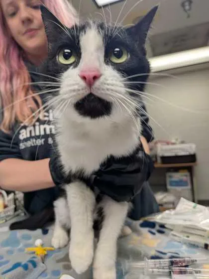 An adult medium-sized female Domestic Short Hair cat named Lightning Bolt for adoption in Cincinnati, OH
