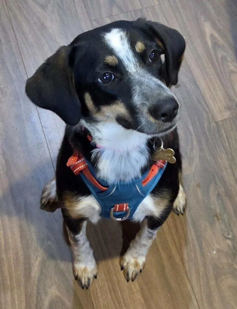 A young medium-sized female Brown / Chocolate Mixed Breed dog named Remi Dress for adoption in Waunakee, WI