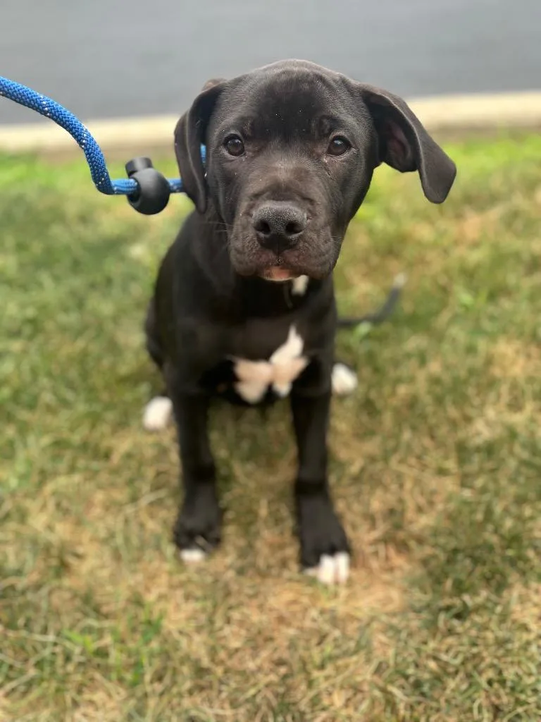 A baby small-sized male Terrier dog named Marlo for adoption in Wintersville, OH