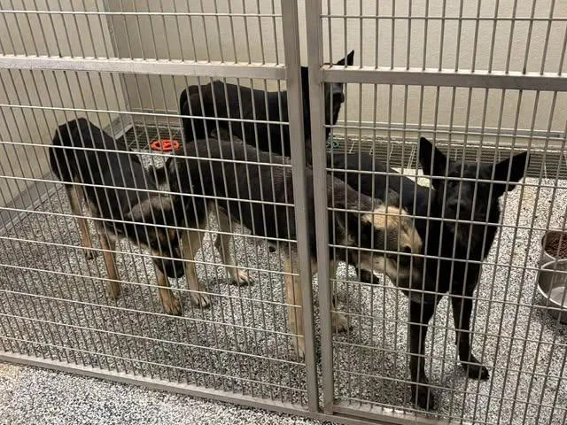 A young medium-sized female German Shepherd Dog dog named Mom Shep for adoption in Humble, TX