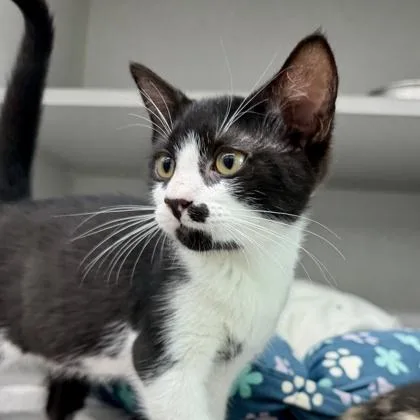 A baby small-sized male Brown / Chocolate Domestic Short Hair cat named Nolan for adoption in Atlanta, GA