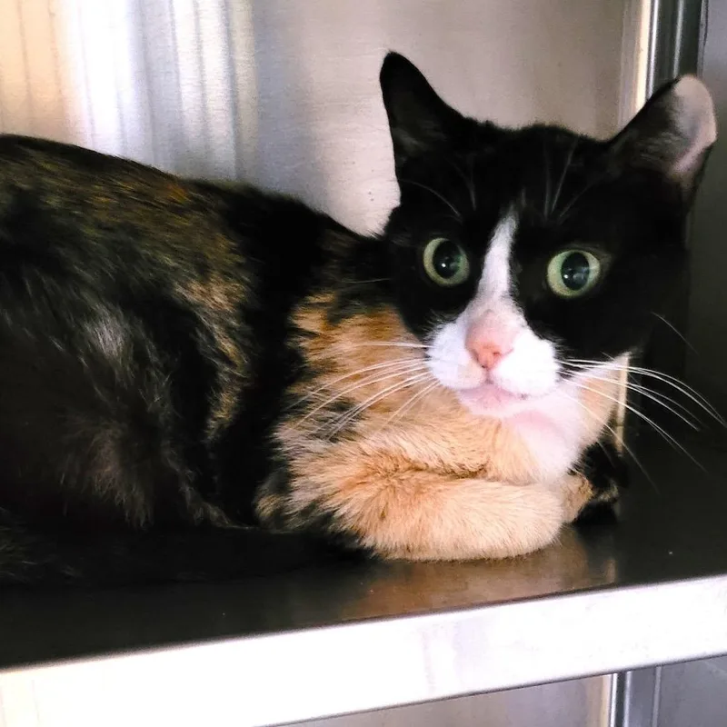 An adult medium-sized female Calico Domestic Short Hair cat named Lassie for adoption in Los Angeles, CA
