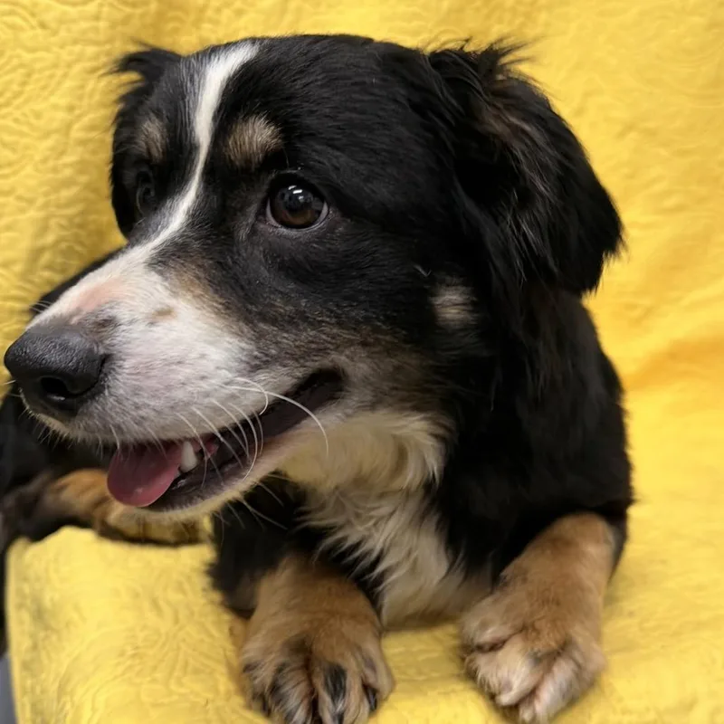 A young small-sized female Black Bernese Mountain Dog dog named Nola for adoption in Kokomo, IN