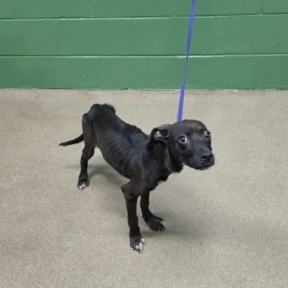 A young small-sized female Mixed Breed dog named Haunted Harriet for adoption in East Smithfield , PA