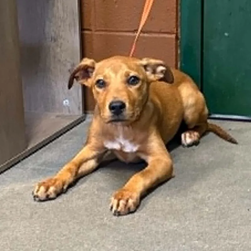 A baby small-sized female Red / Chestnut / Orange Mixed Breed dog named Juno for adoption in Hamilton, GA