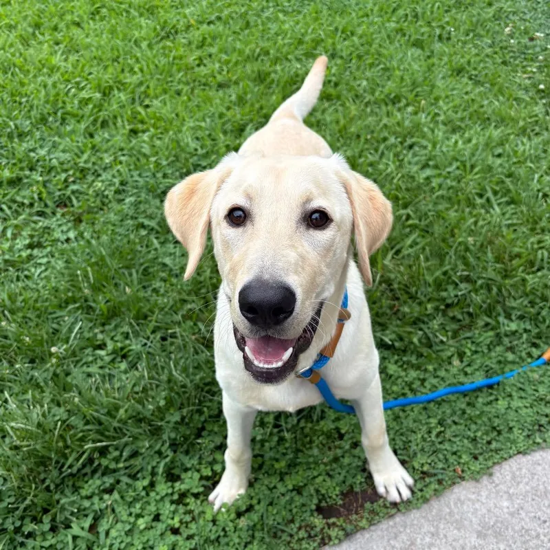 A young large-sized male Labrador Retriever dog named Henry FKA Yeehaw for adoption in Chesapeake, VA
