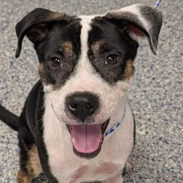 An adult medium-sized female Black Hound dog named Stella for adoption in Greenville, SC