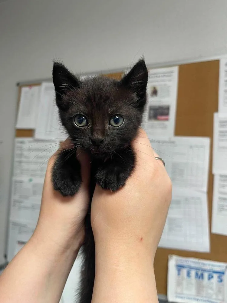 A baby small-sized male Black Domestic Short Hair cat named Farmer for adoption in Bolivar, MO
