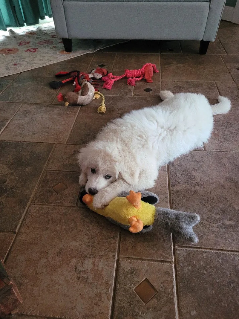 Lamb Chop thumbnail 5