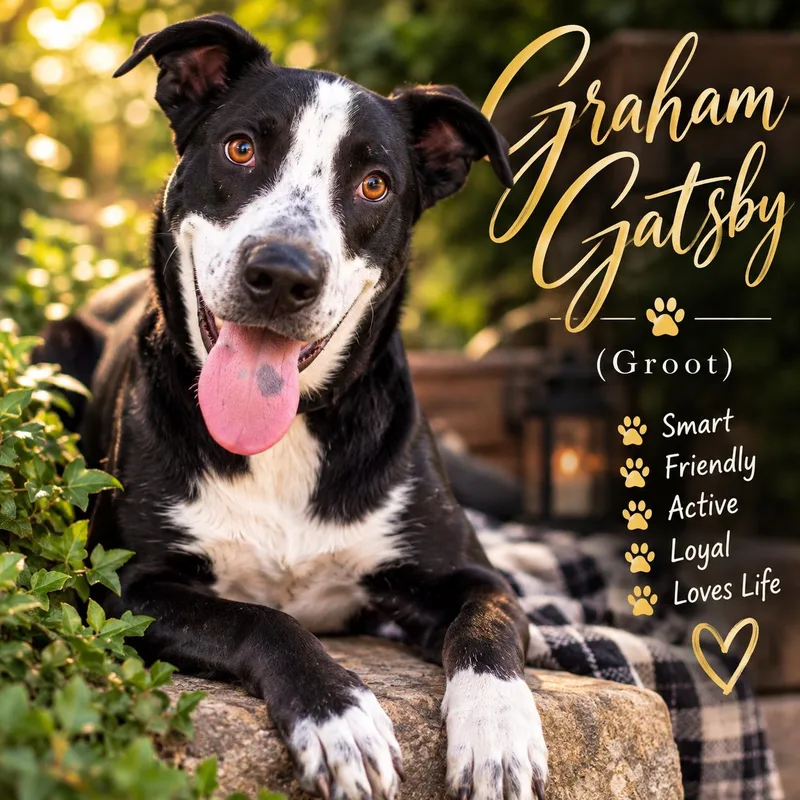 Graham Gatsby thumbnail 6