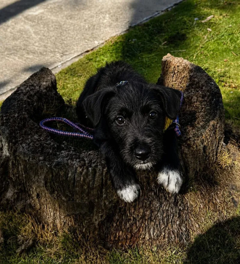 A young small-sized female Terrier dog named Lottie for adoption in Albion, NY