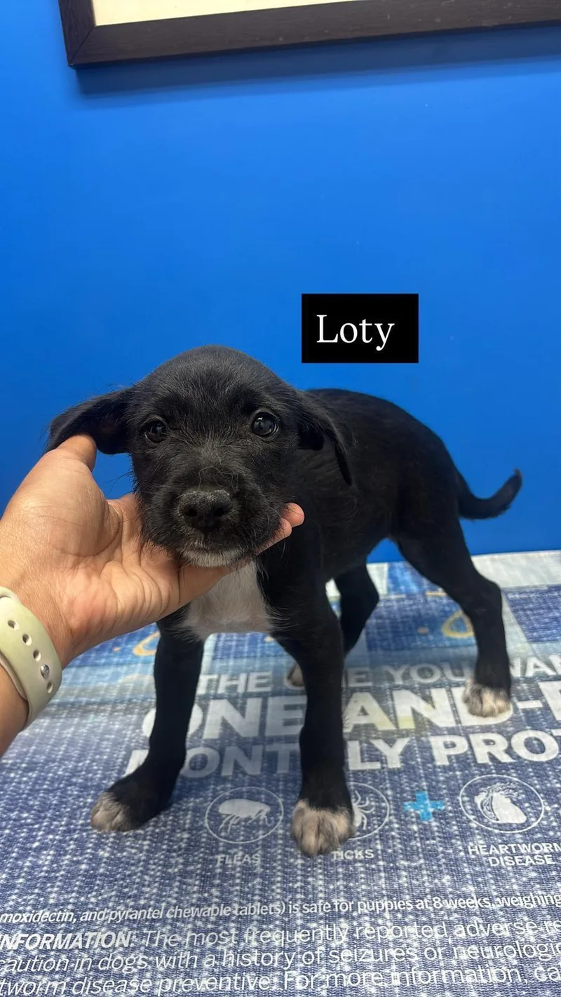 Lottie thumbnail 3