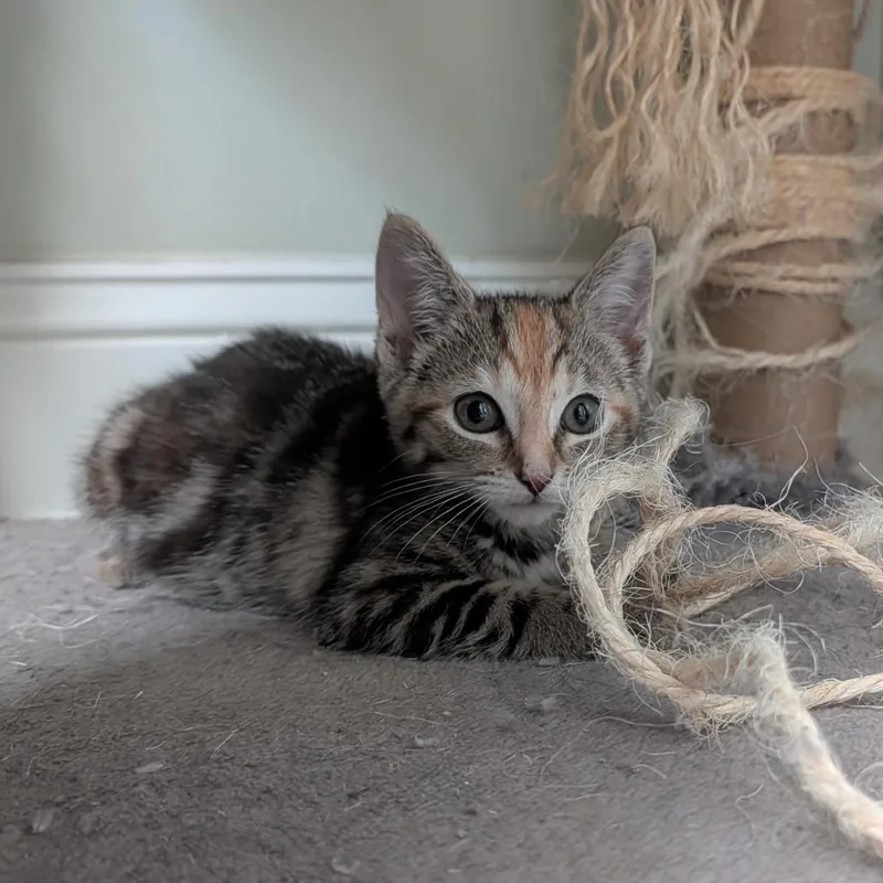 A baby small-sized female Domestic Short Hair cat named Coconutterly in Stevensville for adoption in Alexandria, VA