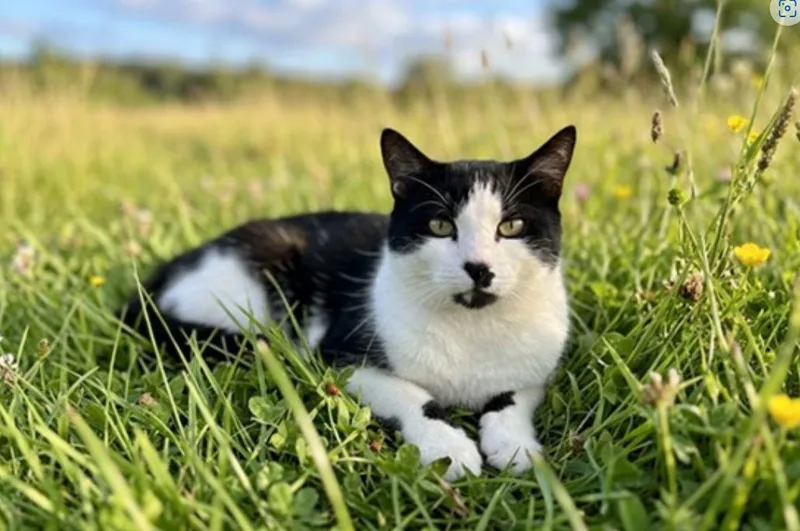 An adult medium-sized male Black & White / Tuxedo Domestic Short Hair cat named Mcflurry for adoption in Pasadena, CA