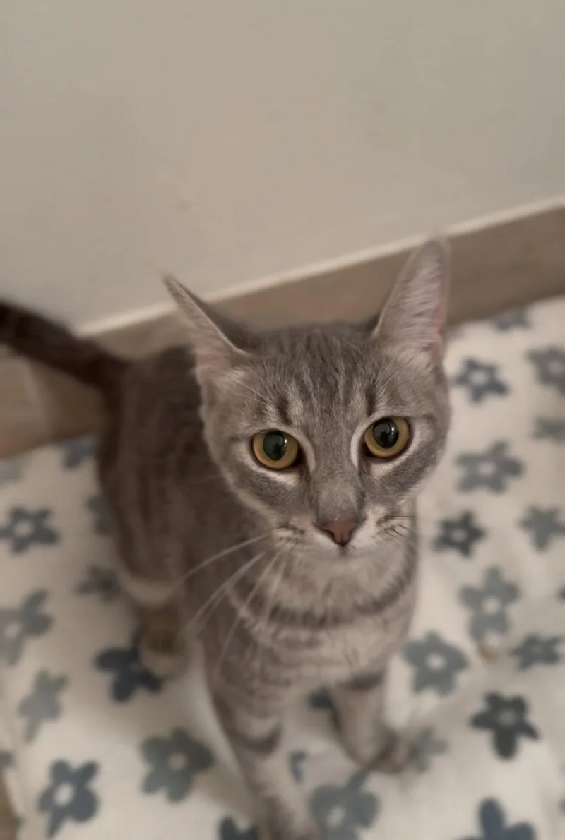 An adult medium-sized female Domestic Short Hair cat named Tallulah for adoption in Los Angeles, CA