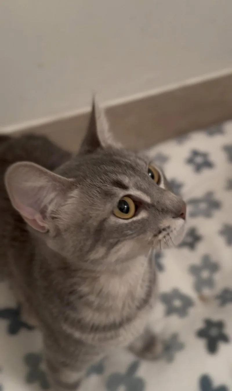 Tallulah thumbnail 3