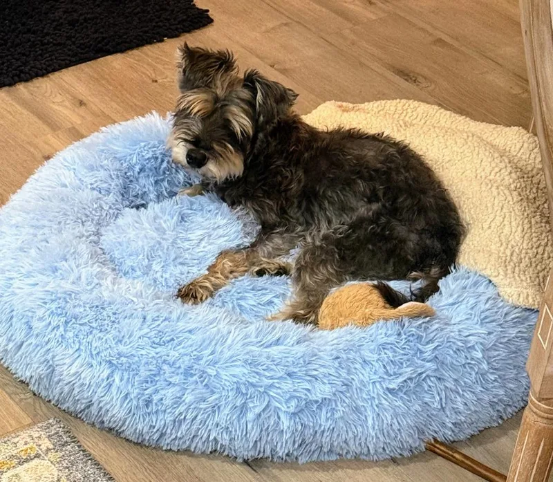 A senior medium-sized male Schnauzer dog named Hopper for adoption in Salt Lake City, UT