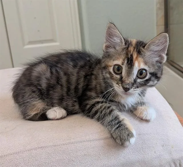 A baby small-sized female Domestic Short Hair cat named Katniss for adoption in Conroe, TX