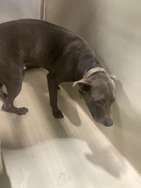 A young large-sized male Pit Bull Terrier dog named Luke for adoption in Bakersfield, CA