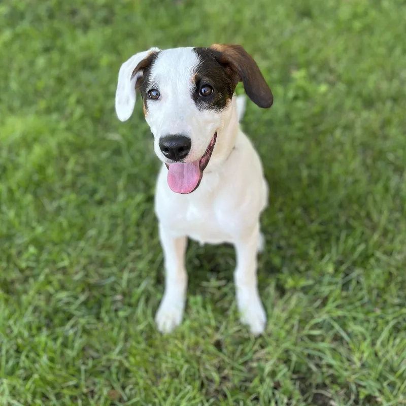 A baby medium-sized female Mixed Breed dog named Daisy for adoption in Sherman, IL