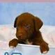 A baby medium-sized male Brown / Chocolate Labrador Retriever dog named Delta for adoption in Tampa, FL