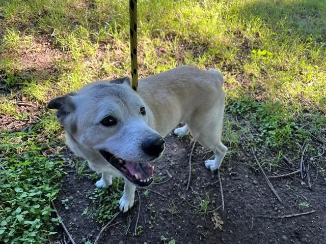An adult medium-sized male Australian Cattle Dog / Blue Heeler dog named Richie for adoption in Garland, TX