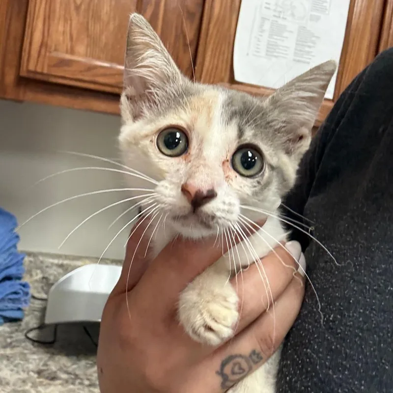 A baby small-sized female Tortoiseshell Domestic Short Hair cat named Tejay U for adoption in Tupelo, MS